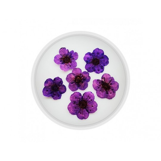 Dried flower for manicure FormulaPro No. 09, Violet