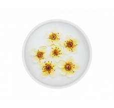 Dried flowers for manicure FormulaPro No. 01, White
