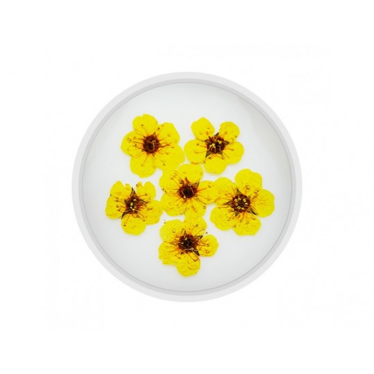Dried flower for manicure FormulaPro No. 02, Yellow