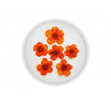 Dried flower for manicure FormulaPro No. 05, Orange