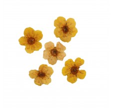 Dried flower for manicure FormulaPro No. 02, Yellow