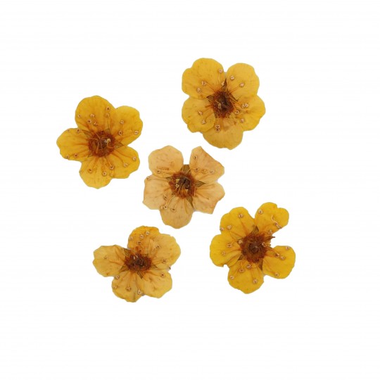 Dried flower for manicure FormulaPro No. 02, Yellow