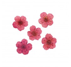 Dried flower for manicure FormulaPro No. 04, Raspberry