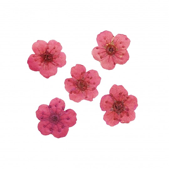 Dried flower for manicure FormulaPro No. 04, Raspberry