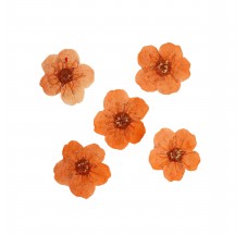 Dried flower for manicure FormulaPro No. 05, Orange