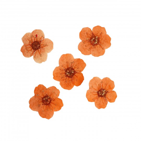 Dried flower for manicure FormulaPro No. 05, Orange