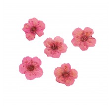 Dried flower for manicure FormulaPro No. 06, Pink