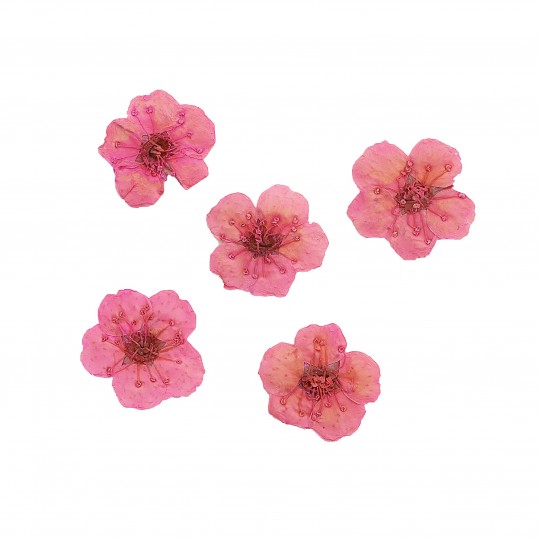 Dried flower for manicure FormulaPro No. 06, Pink