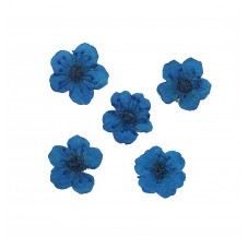 Dried flower for manicure FormulaPro No. 07, Blue