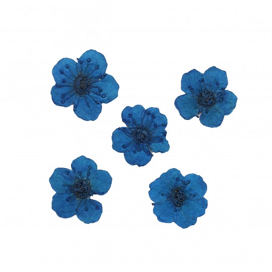 Dried flower for manicure FormulaPro No. 07, Blue