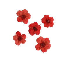 Dry flower for manicure FormulaPro No. 08, Red