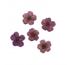 Dried flower for manicure FormulaPro No. 09, Violet